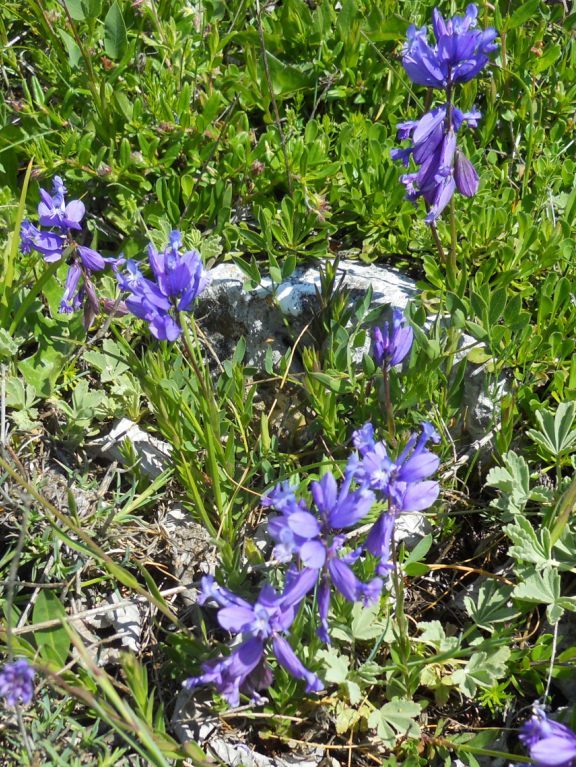 Polygala major / Poligala maggiore